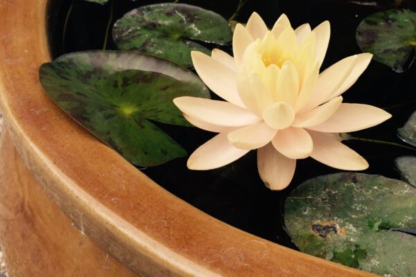 Resized Image